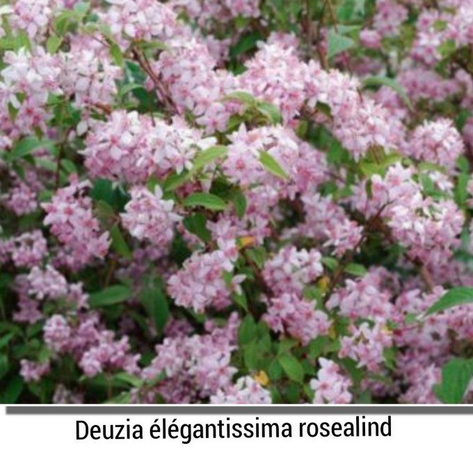 Deuzia élégantissima rosealind