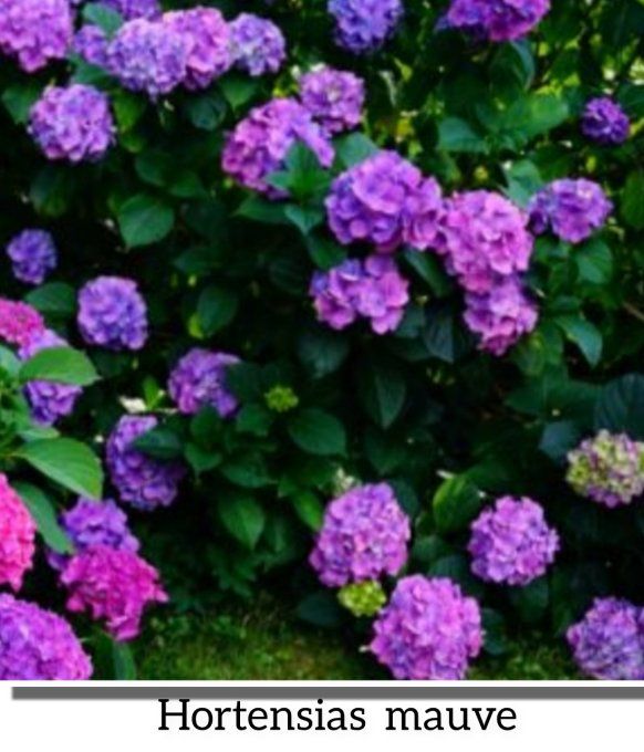Hortensias  Macrophyla  Mauve Hauteur  à partir de 3€