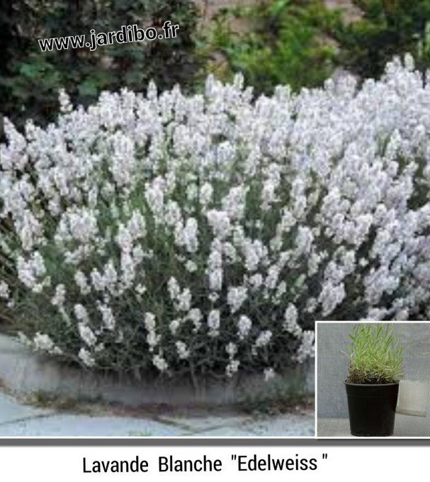 Lavande blanche