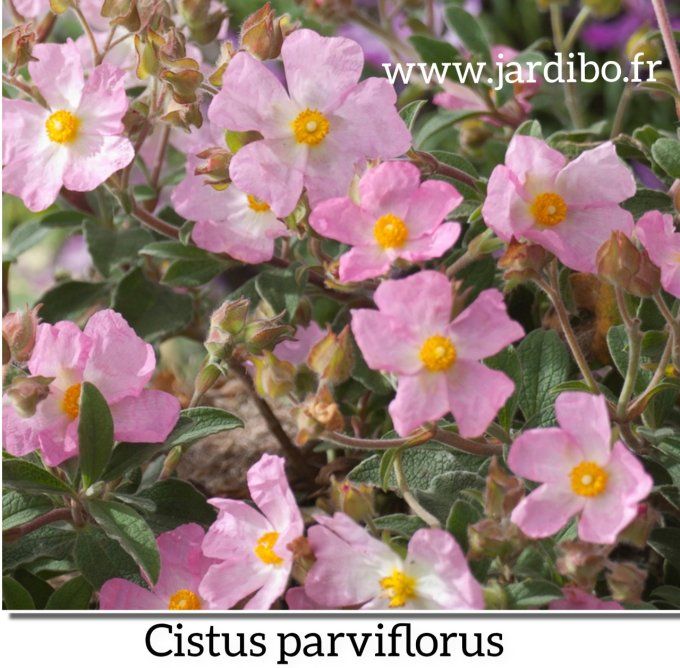Cistus parviflorus