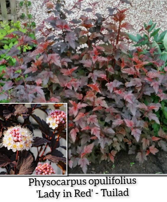 Physocarpus in réd tuilad 