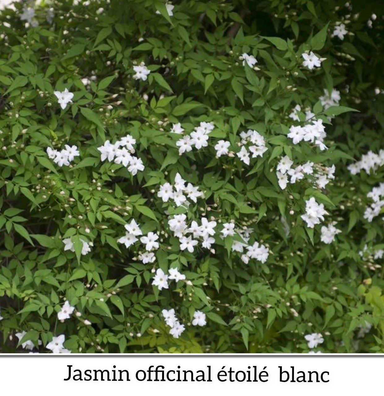 Jasmin Officinal toil Blanc Jardibo Jasmin Officinal toil Blanc Jardibo