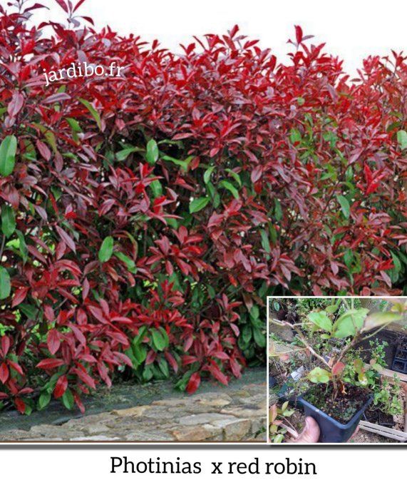 Photinias x red Robin a partir de 2.20€