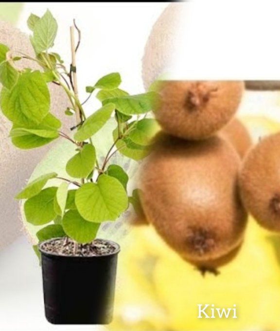  plants de kiwi, Actinidia hayward femelle 