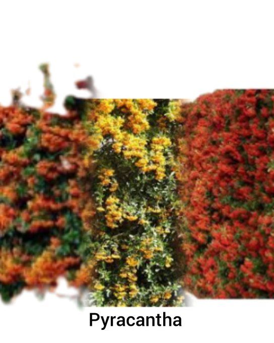 Lot de 3 Pyracantha mixte