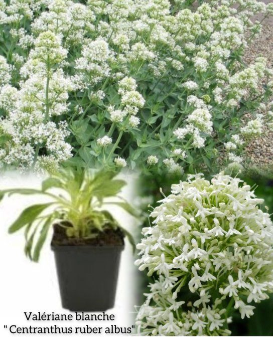 Valériane blanche '' Centranthus ruber albus ''