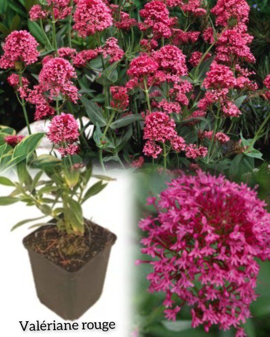 Valériane rouge,Centranthus occidentalis rouge, valériane, centranthus,