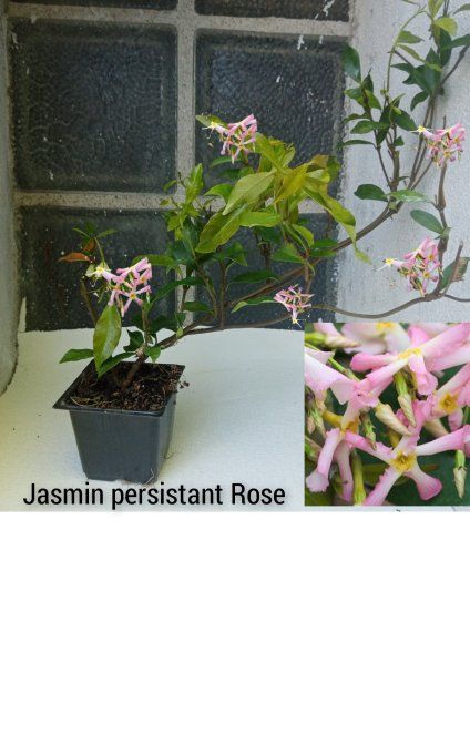 Jasmin étoilé rose  persistantTrachelospermum jasminoides, 