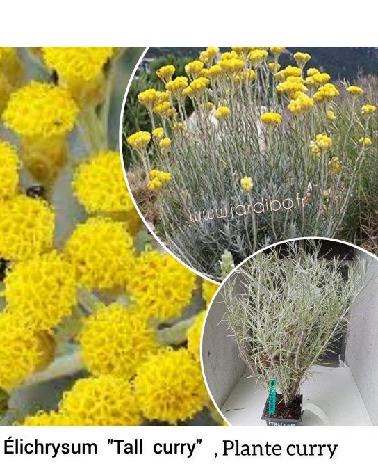 Helichrysum Angustifolia " Tall curry" Italicum curry" a partir de 3€