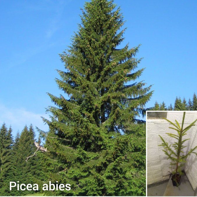 Picea abies, sapin