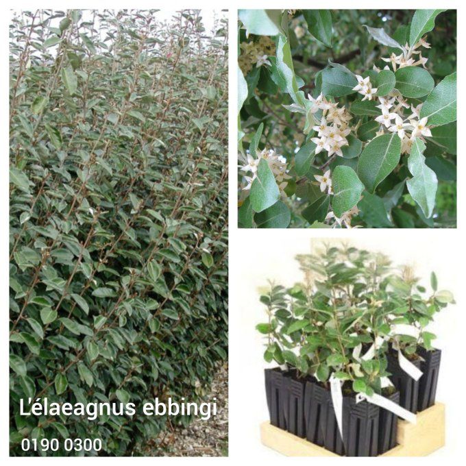 Élaeagnus Ebbingei '' Chalef '' à partir de 1,90€