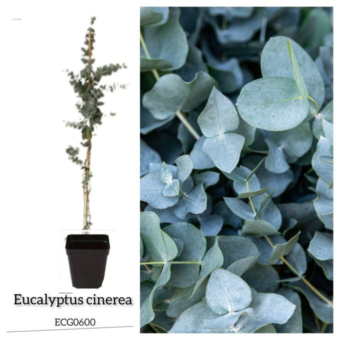 Eucalyptus cinerea