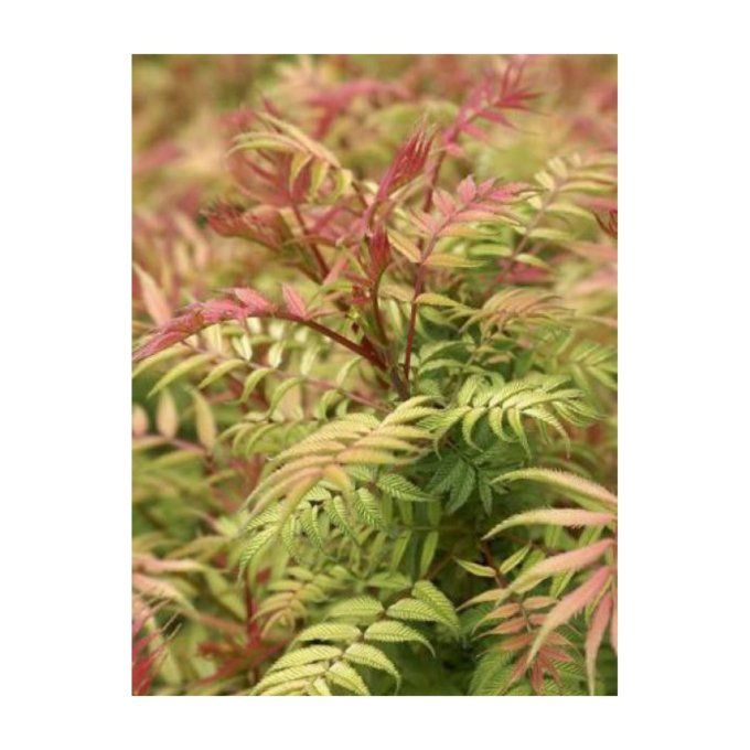 Sorbaria sorbifolia 'sem'