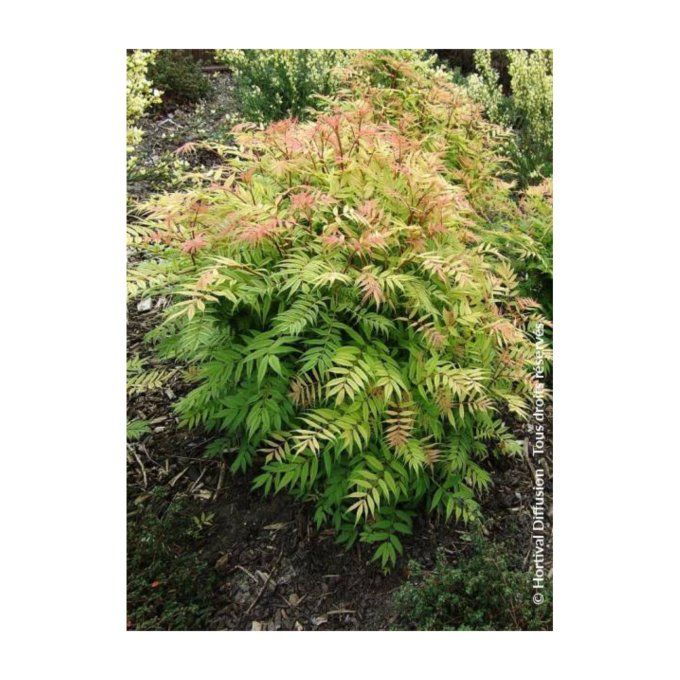 Sorbaria sorbifolia 'sem'