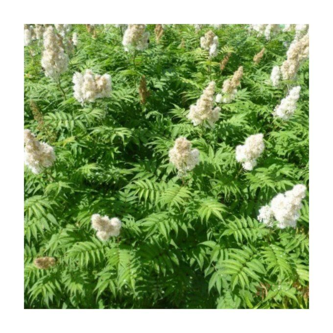 Sorbaria sorbifolia 'sem'