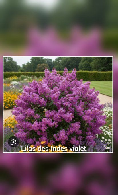 Lilas des indes 'Lagestromia' 'violet' '