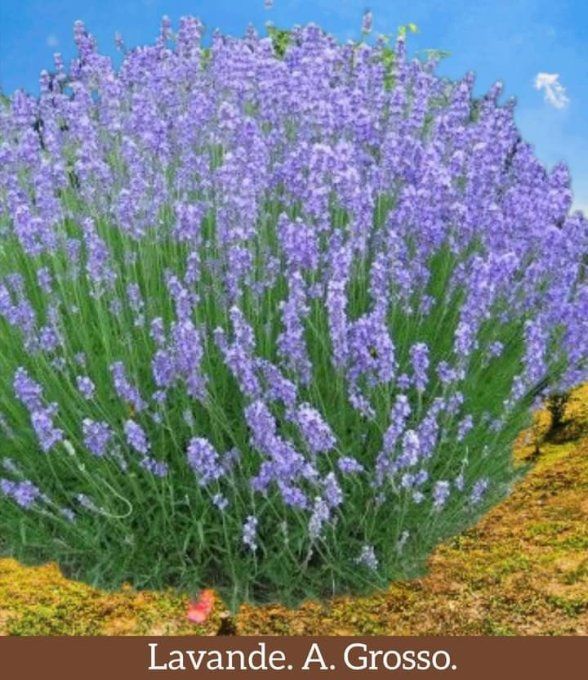Lavande Grosso bleu, mauve