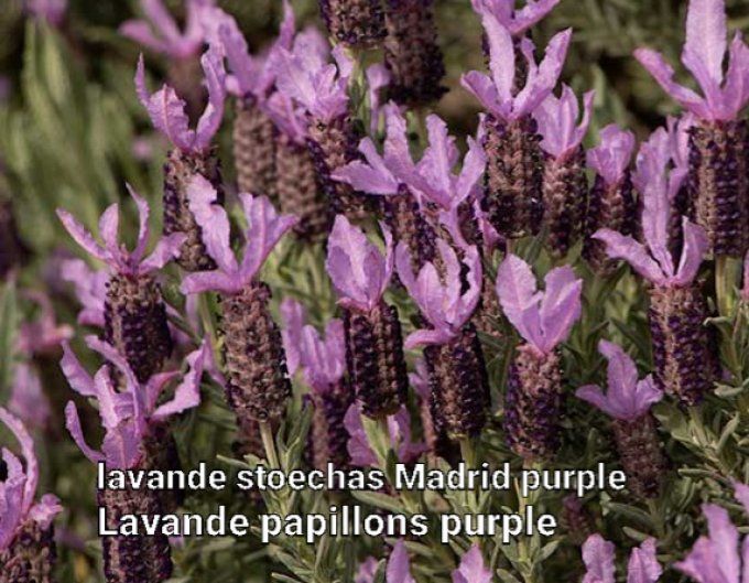 Lavande papillons " Madrid purple"