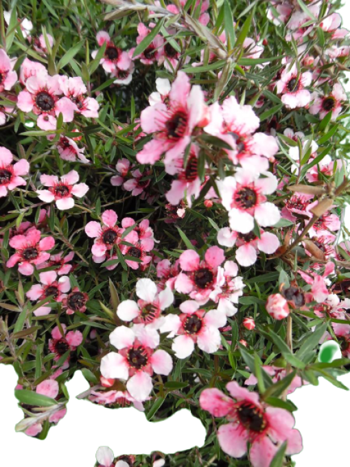  Manuka Rose 