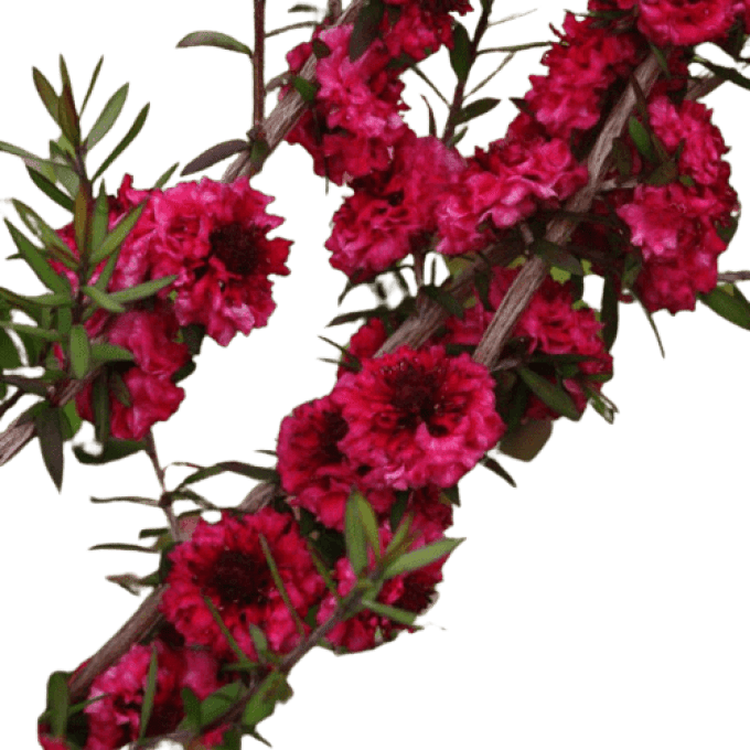 Leptospermum scoparium 'Rouge double'