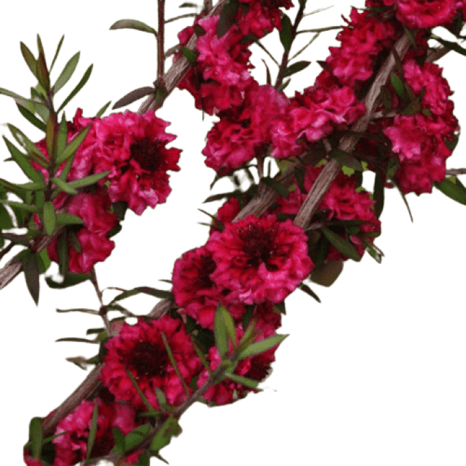 Manuka Rouge