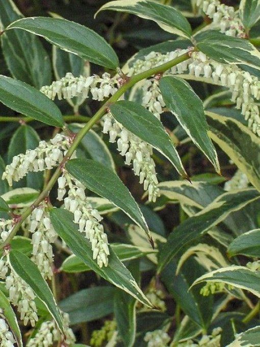 Leucothoe fontanesiana Whitewater 'Fleur de perle'