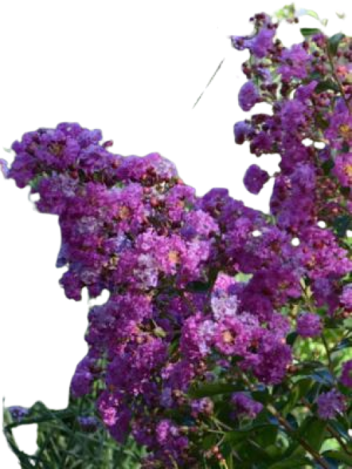 Lilas des indes 'Lagestromia' 'violet' '