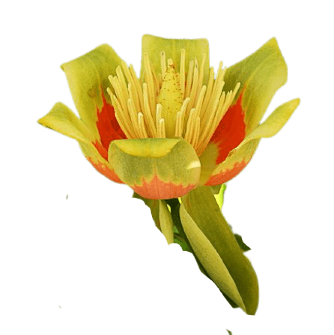 Liriodendron 'Tulipier de Virginie'