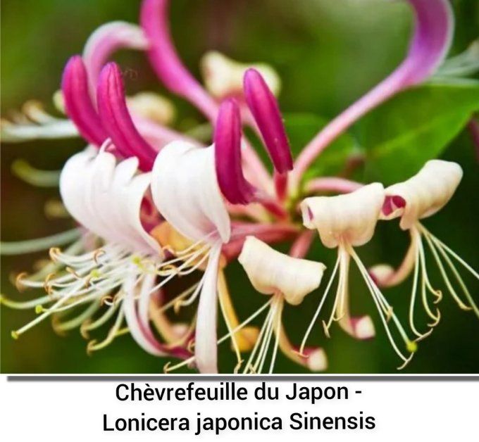 Chèvrefeuille, Lonicéra sinensis