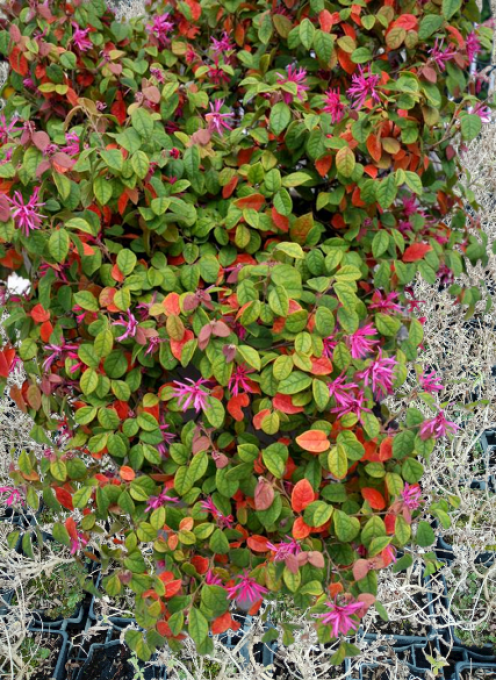 Loropetalum chinenses 'blush'