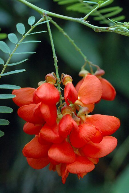 Flamboyant d'Hyéres '' Sesbania punicea ''