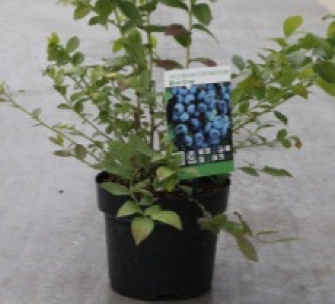 Vaccinium myrtilles corynbosum Lagacy
