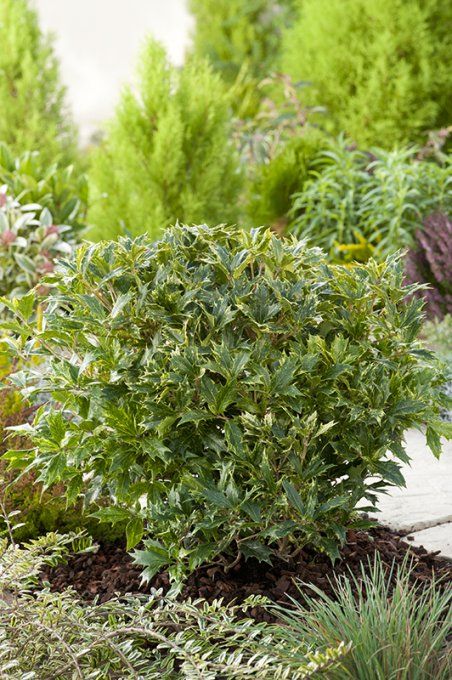 Osmanthus goshiki tricolore