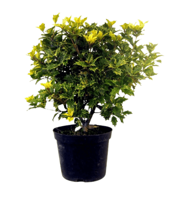 Osmanthus goshiki tricolore