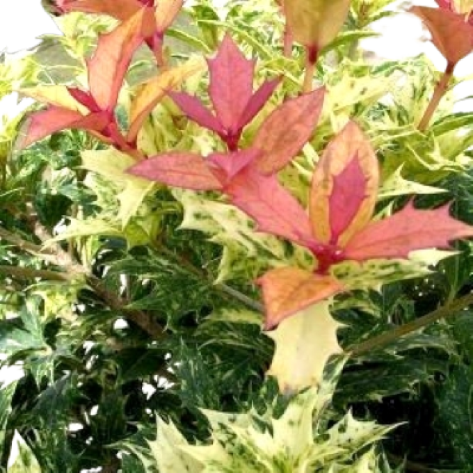 Osmanthus goshiki tricolore