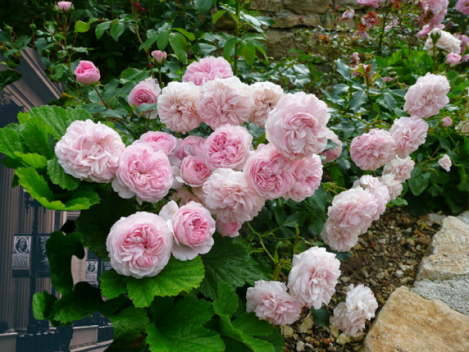 Rosiers  a massif   ' The fairy ' rose