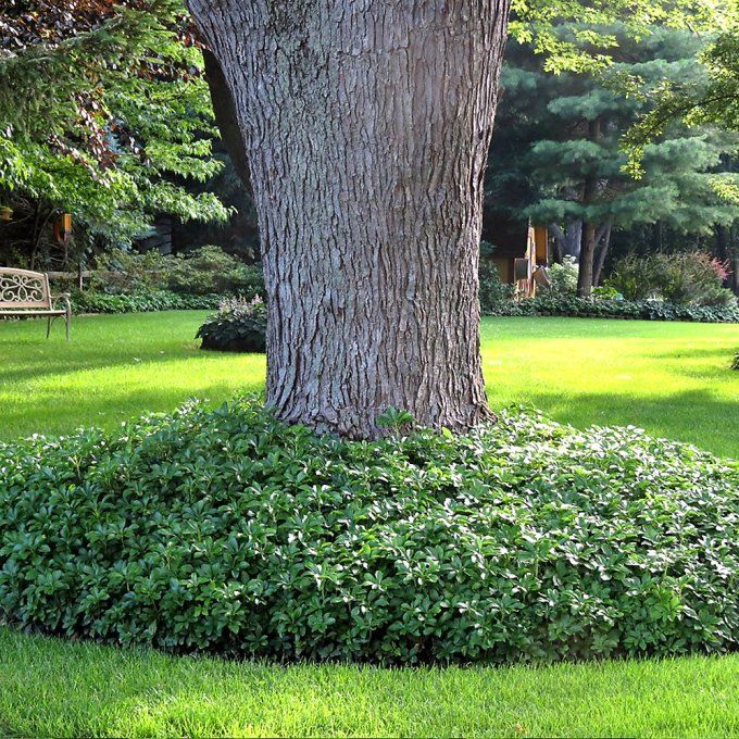 Pachysandra terminalis, couvre-sol 