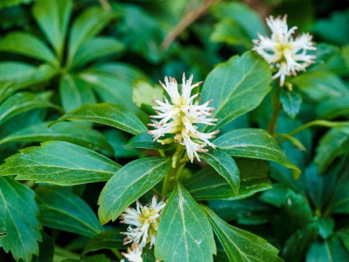 Pachysandra terminalis, couvre-sol 