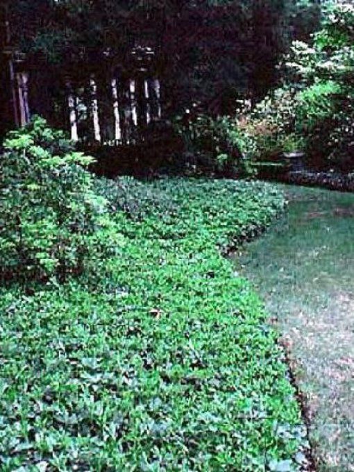 Pachysandra terminalis, couvre-sol 