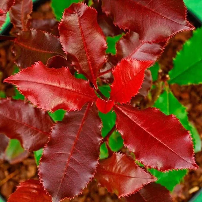 Photinias  magical volcano