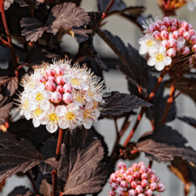 Physocarpus in réd tuilad 