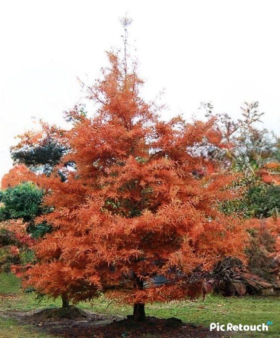 Cyprès chauve  ' Taxodium  distichum '