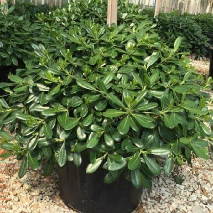 Pittosporum tobira