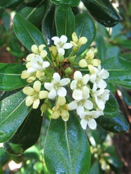 Pittosporum tobira