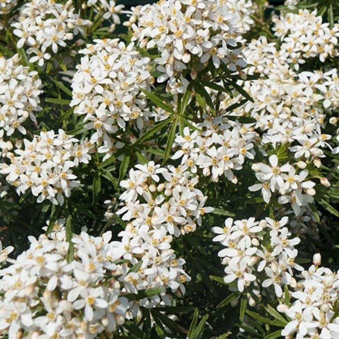 Oranger du Mexique White Dazzler, choisya