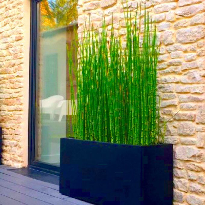 Prêle , Equisetum americanum