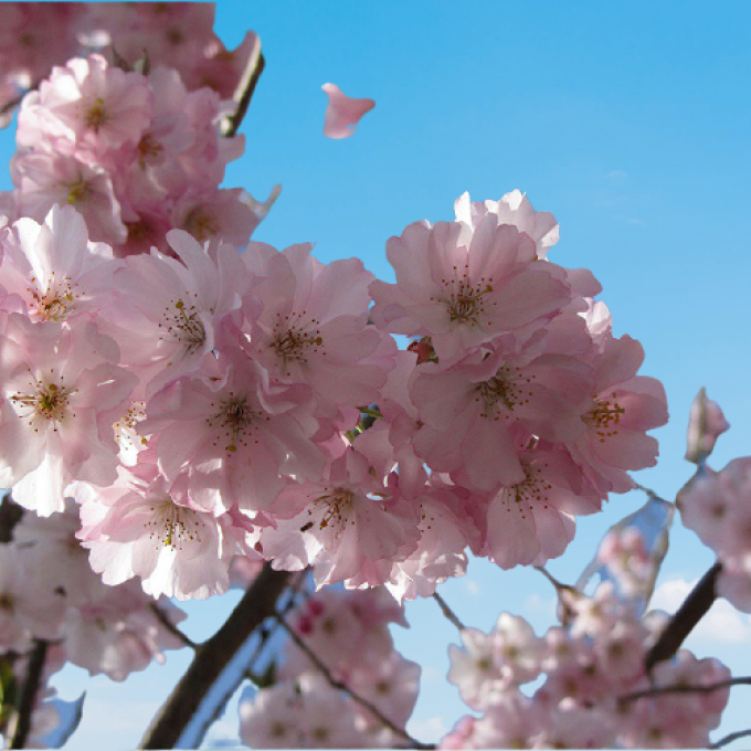Cerisier à fleurs '' Prunus Accolade '' a partir de 2.50€