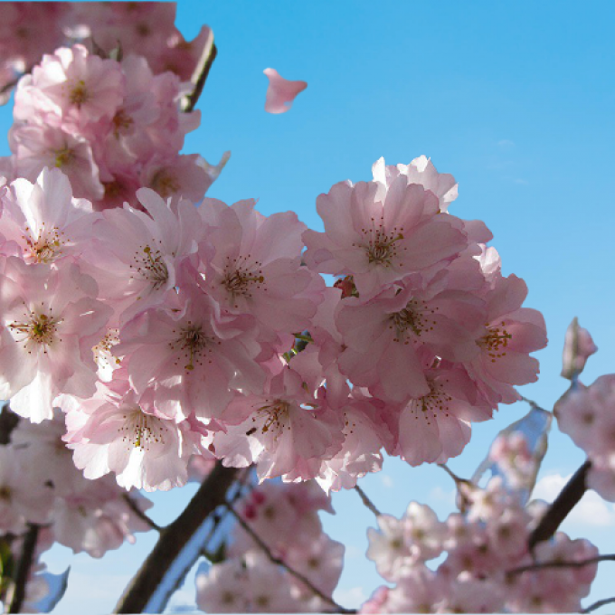 PRUNUS ACCOLADE (Cerisier à fleurs du Japon Accolade)