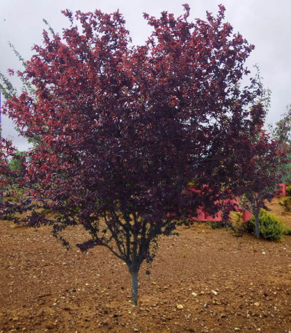 Prunier pissardi