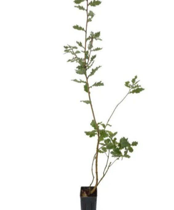 Parrotia persica '' Vanessa '' - Arbre de fer